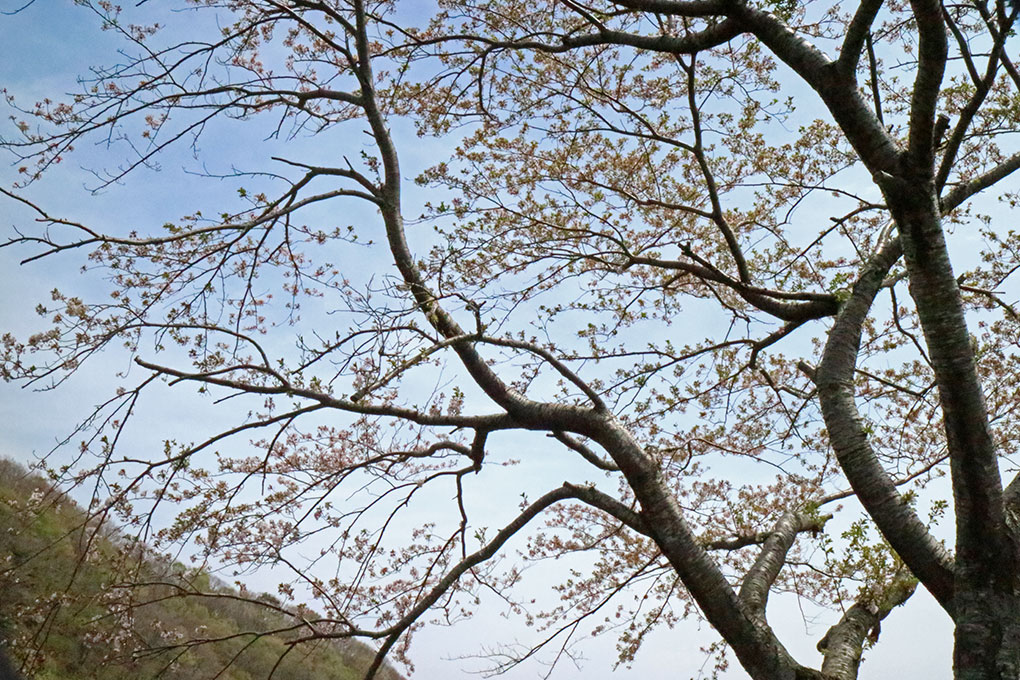 松尾の一本桜